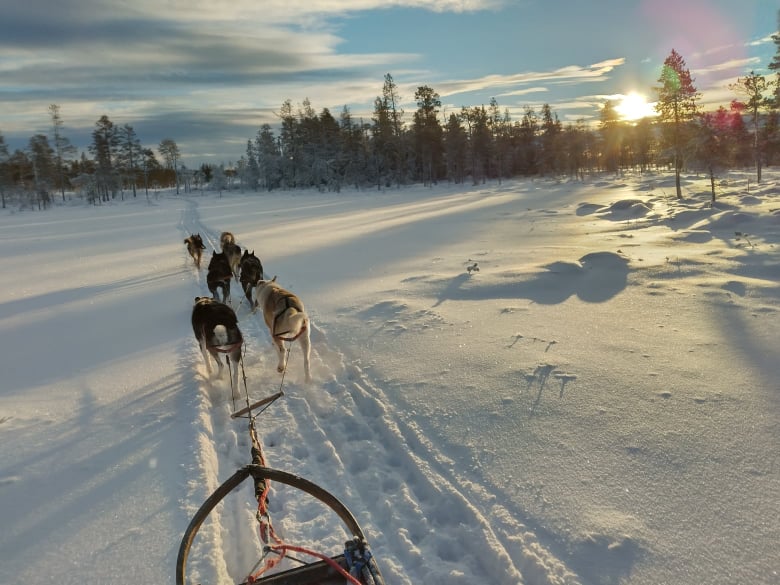 Hundspann i vintermiljö